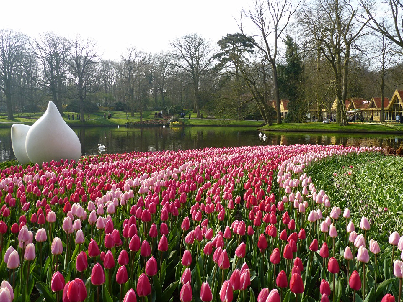 Цветы голландия