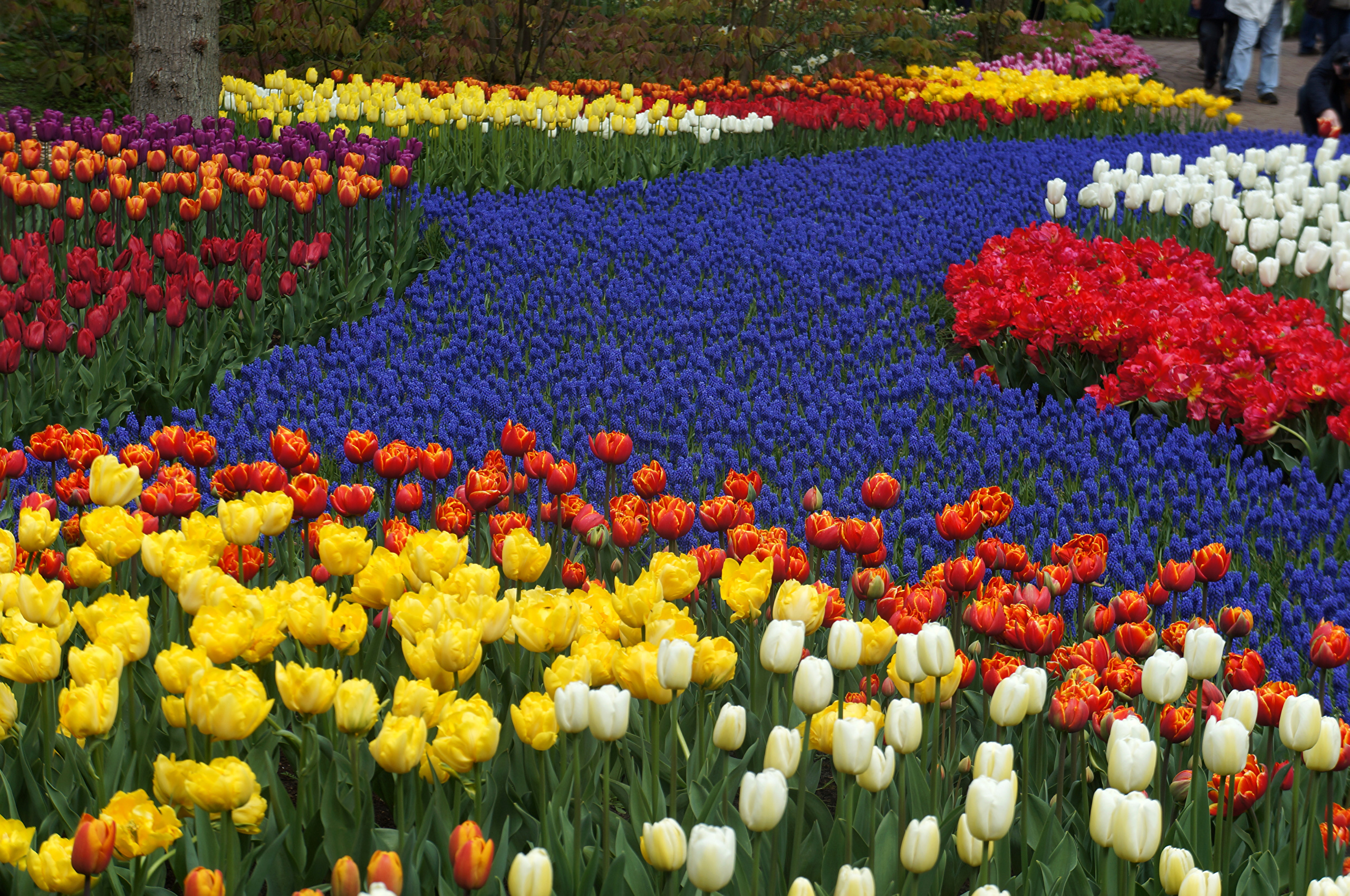 Голландские цветы каталог фото и названия