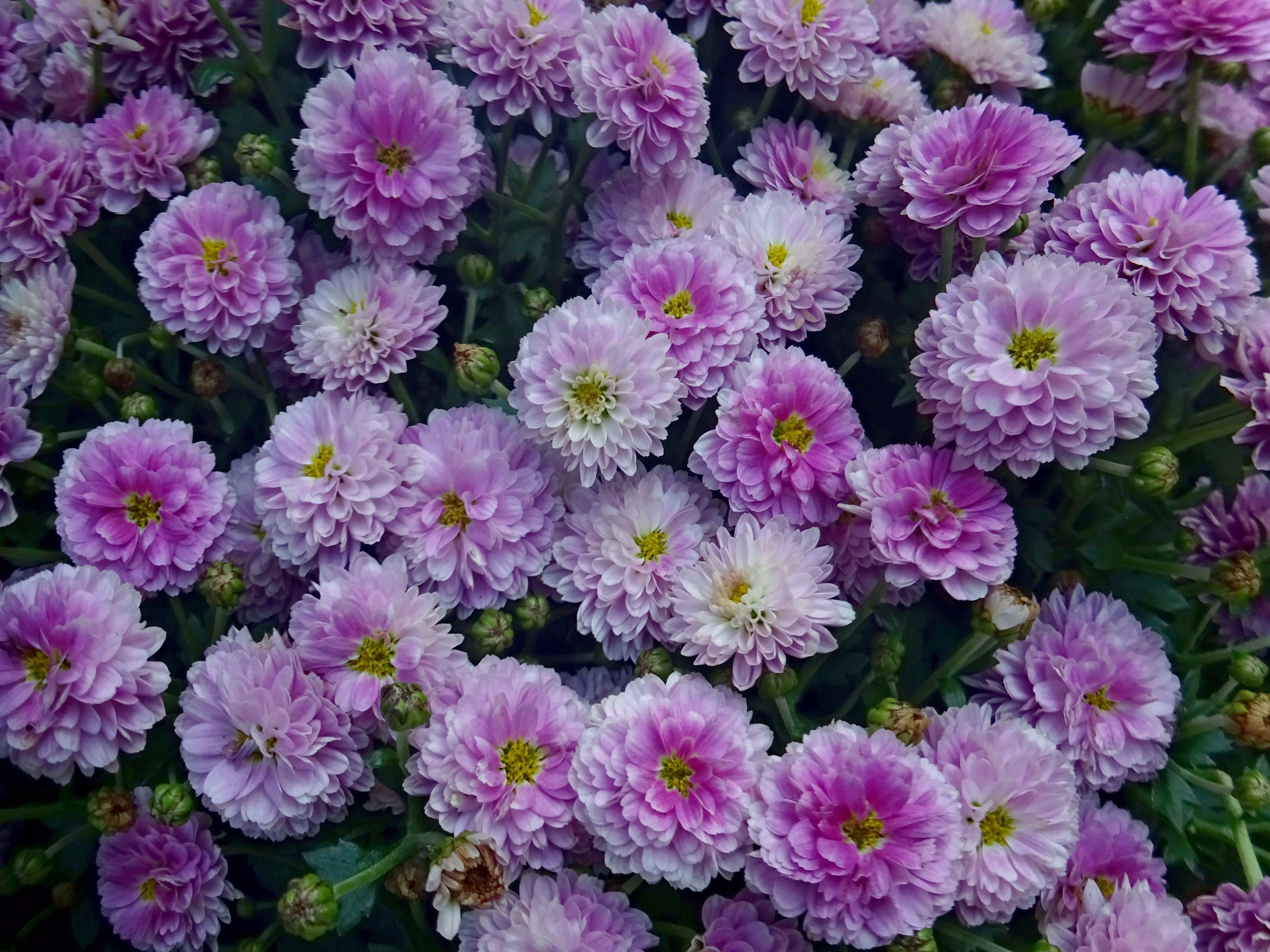 Хризантемы микрофлора фото