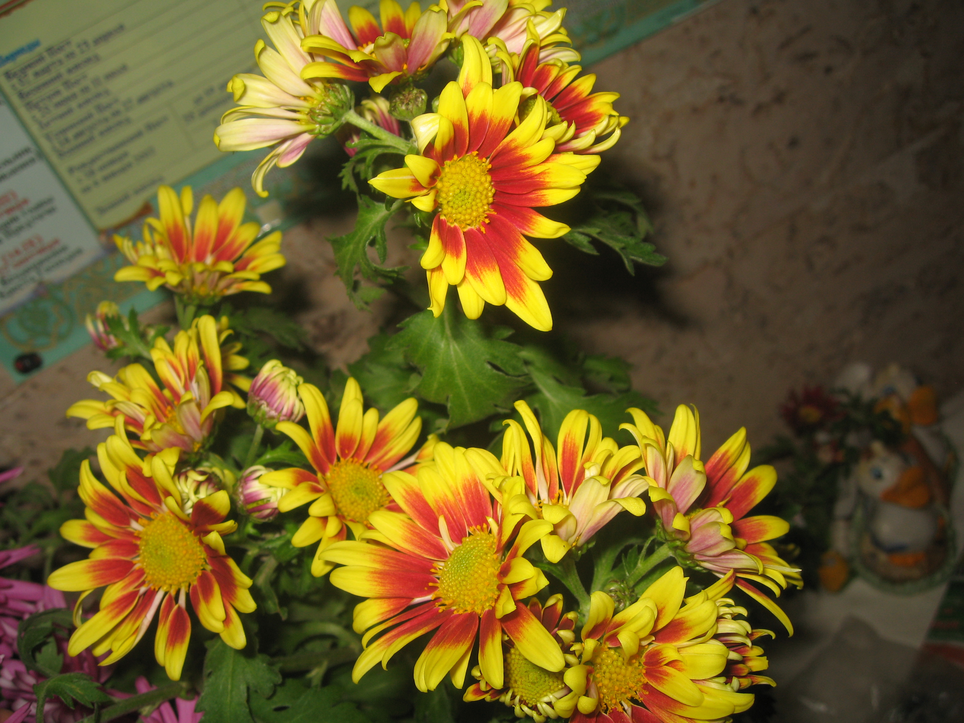 Хризантема двухцветная фото