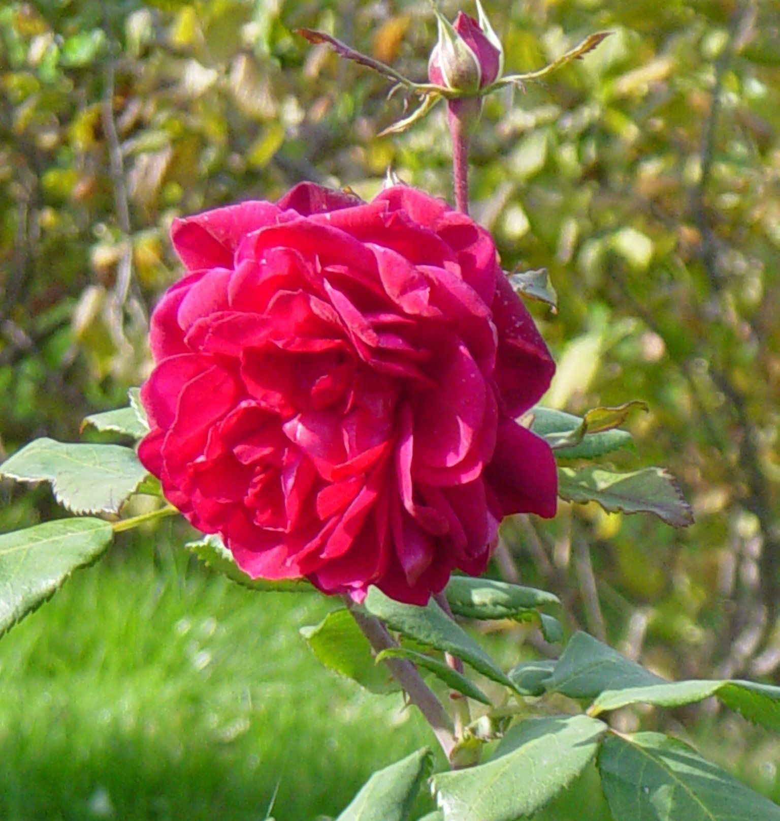 Роза Квадра канадская Парковая