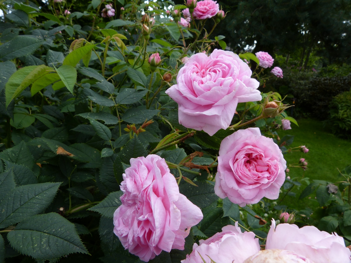 Сорта морозостойких роз для урала с описанием и фото