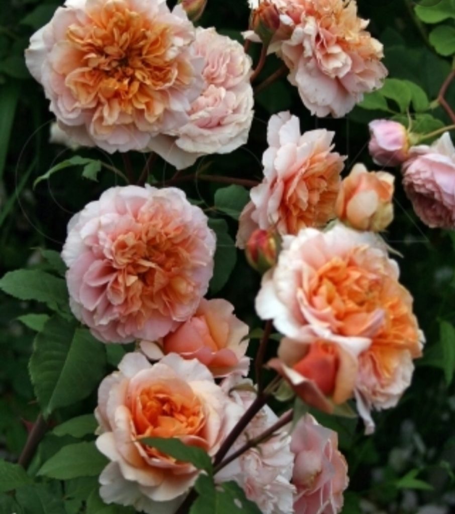 Роза Версайни /Rose Versigny (шраб)
