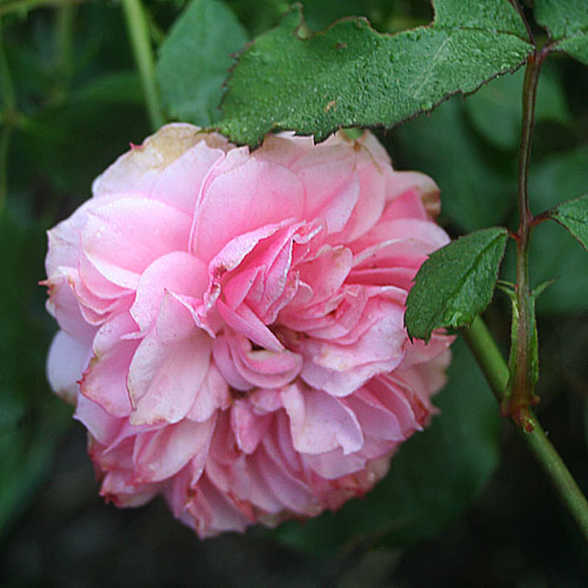Розы шрабы Поль Бокюз