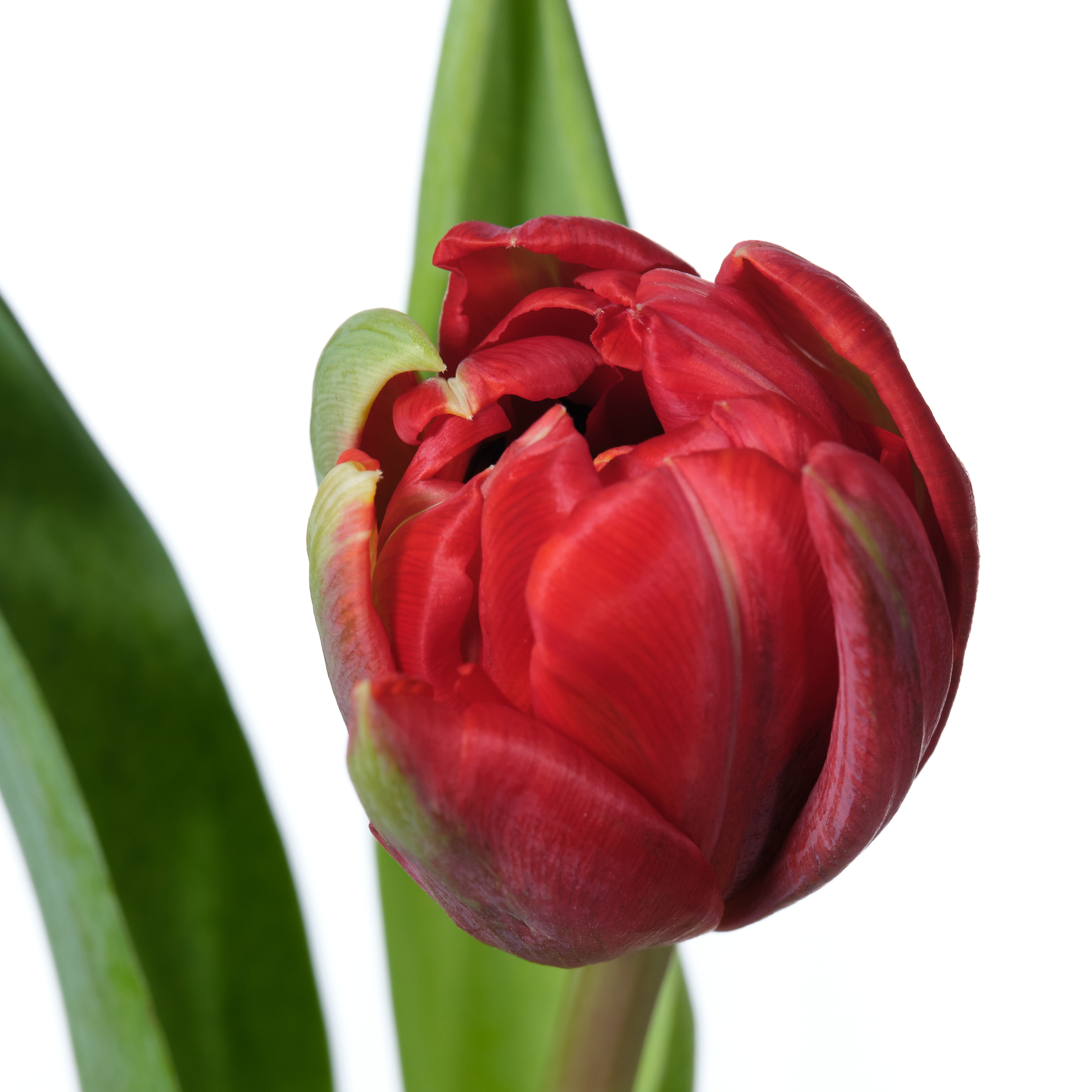 Тюльпан red princess фото и описание