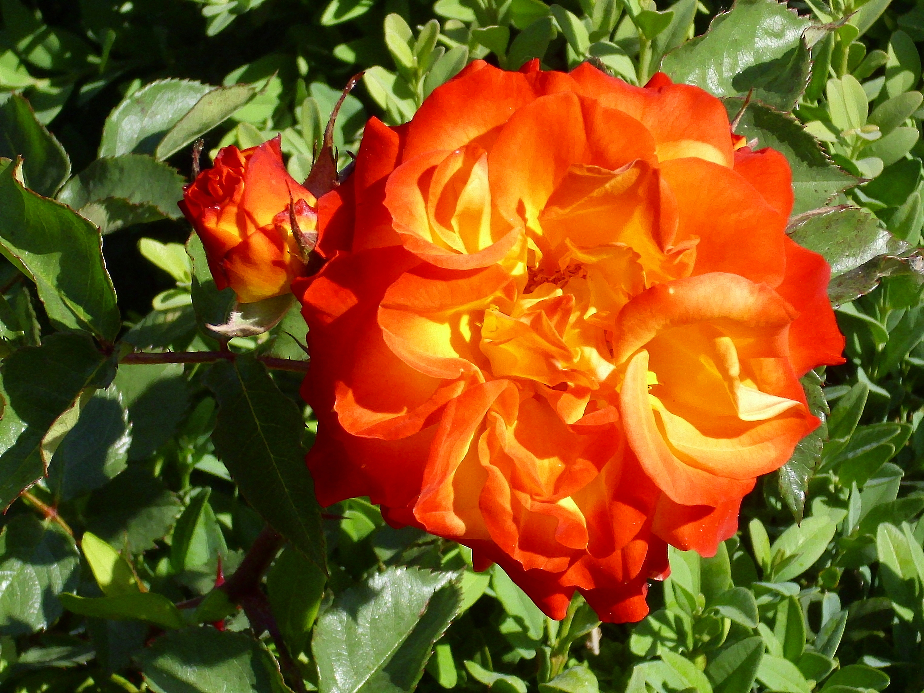 Роза флорибунда бельведер фото и описание