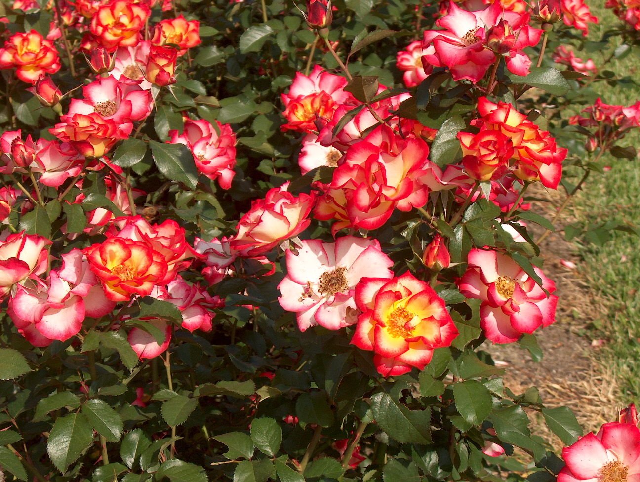 Ред голд роза флорибунда фото и описание