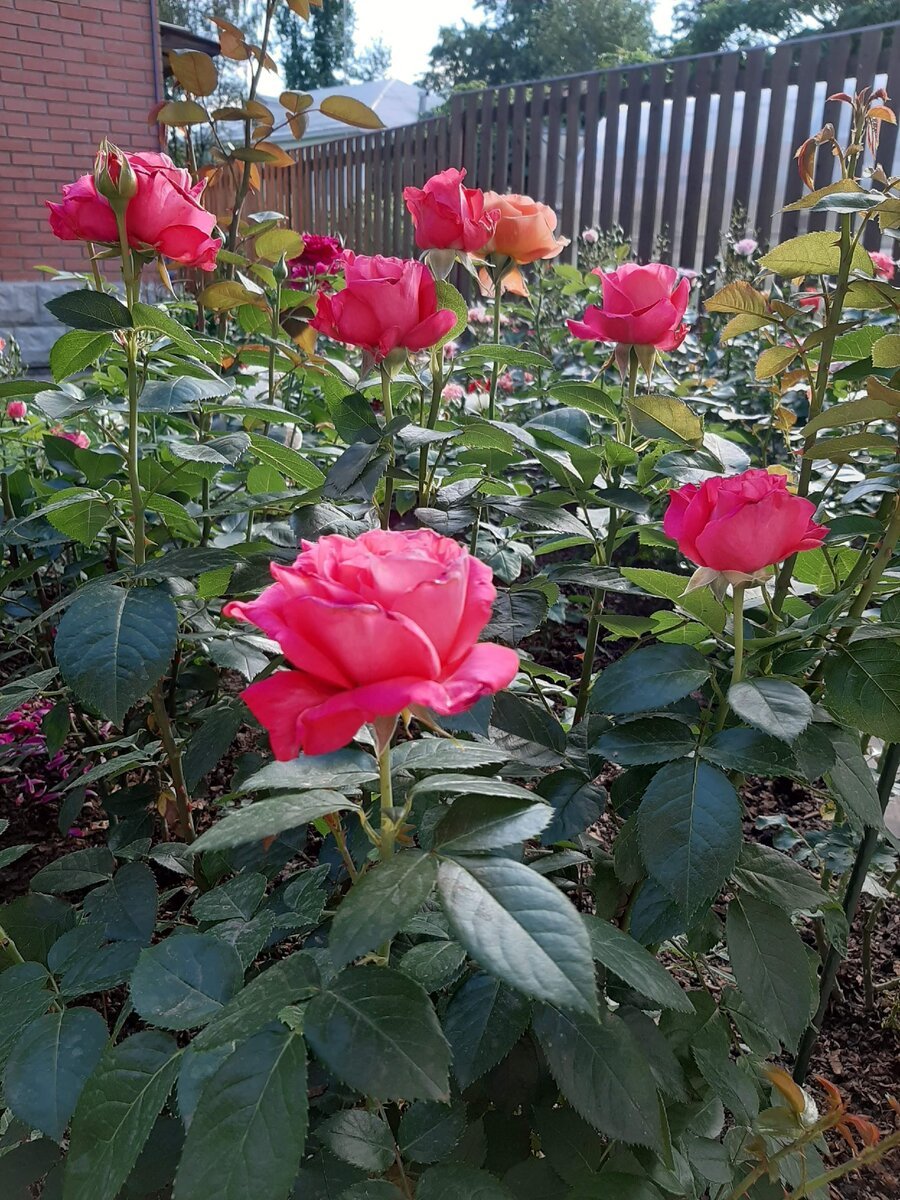Роза черри леди