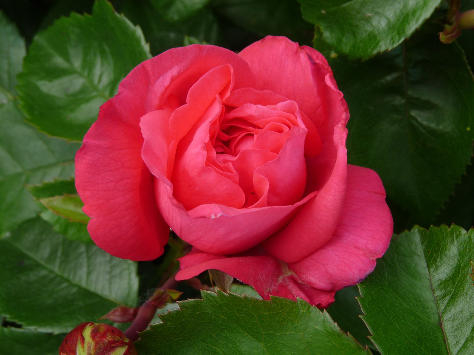 Черри леди роза фото и описание