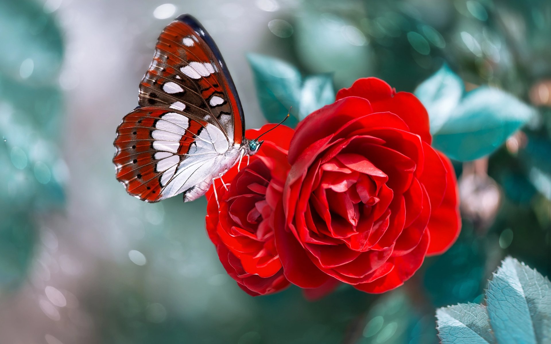 Бабочка на Красном цветке