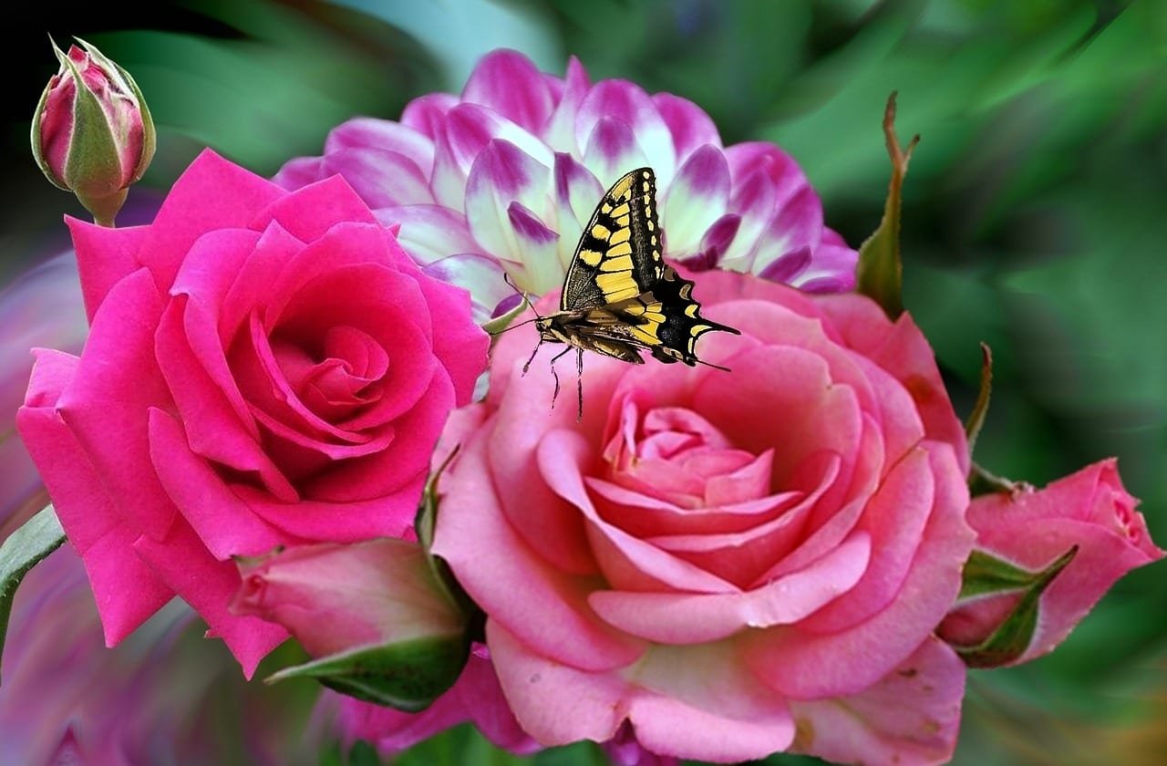 Роза бабочка Баттерфляй