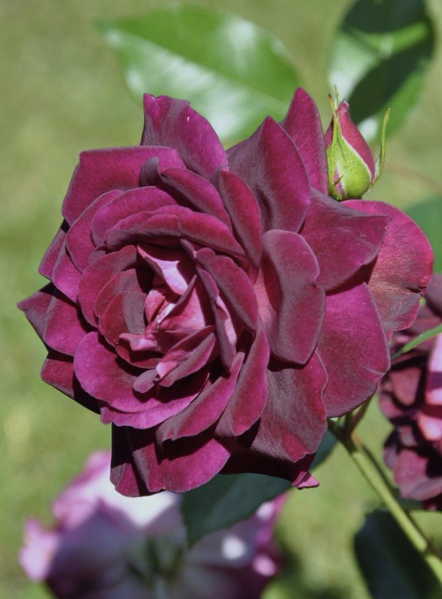 Сорт розы бургунди фото и описание