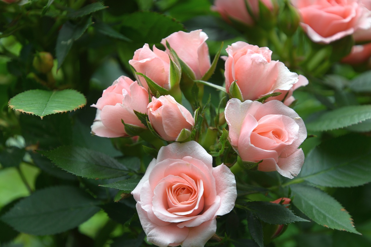 Сколько раз цветут розы. Роуз блоссом.