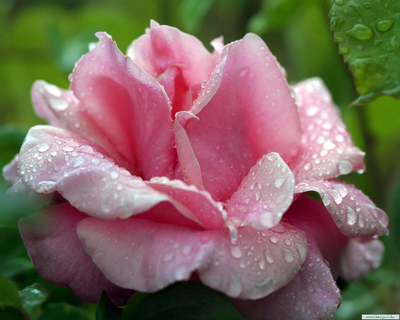 Раскрытая роза розовая