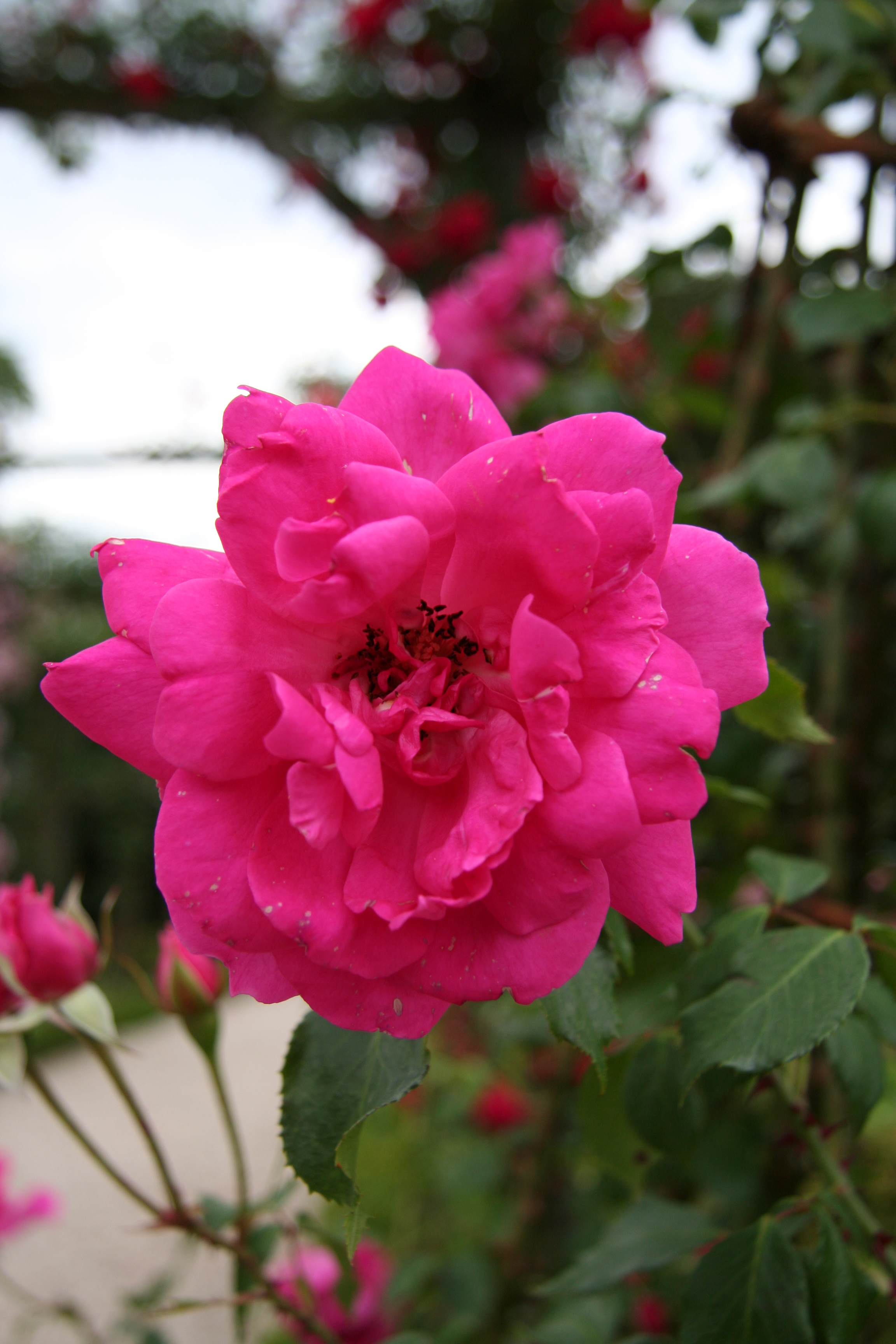 Роза Пинк Клод плетистая роза