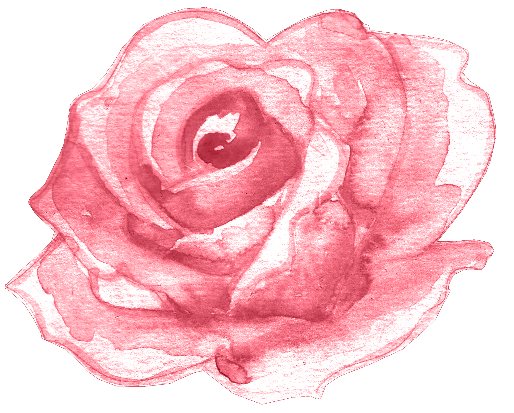 Нарисовать розу. Розы на прозрачном фоне. Розочка рисунок. Нарисовать розовый цветок