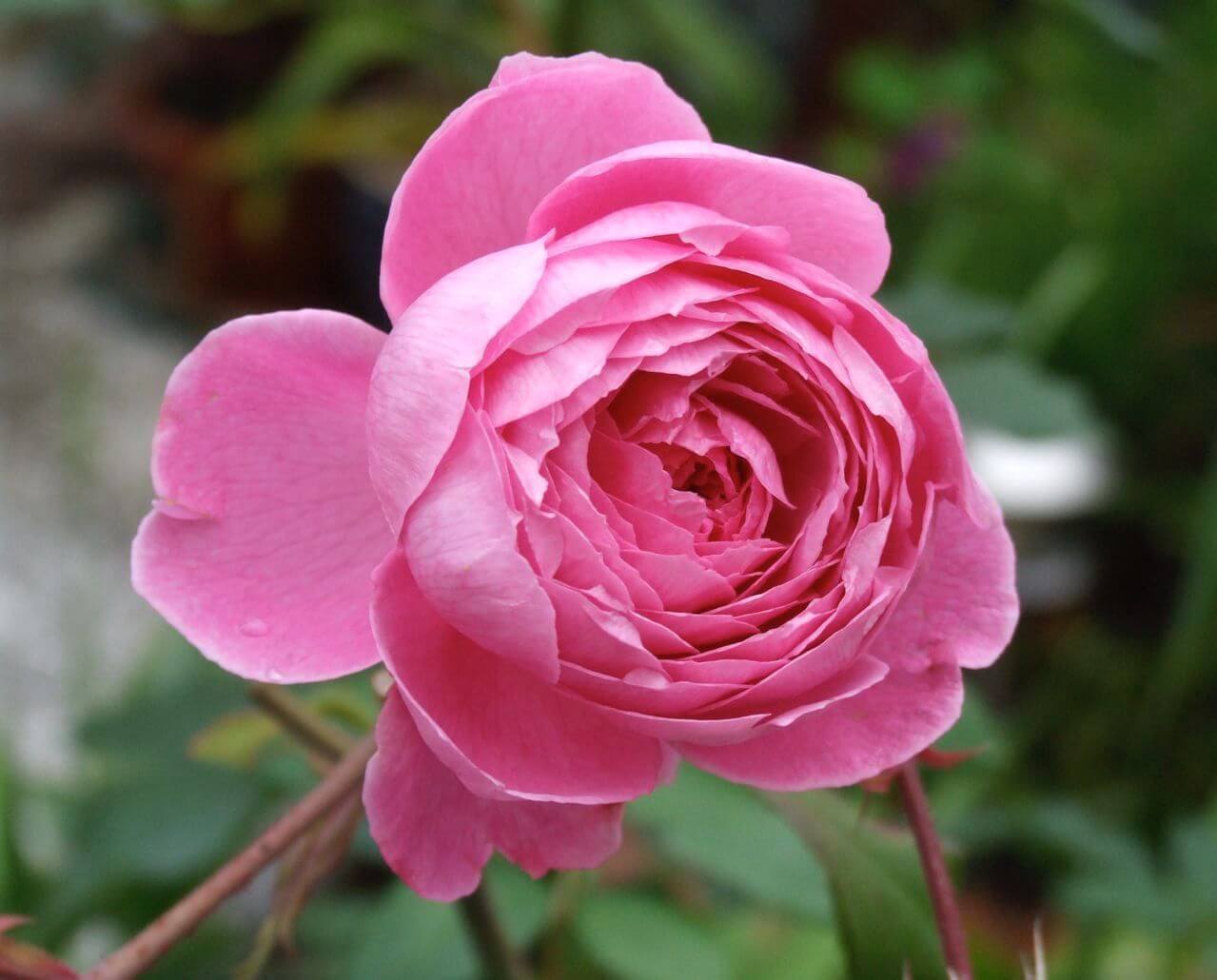 Роза аленушка фото и описание