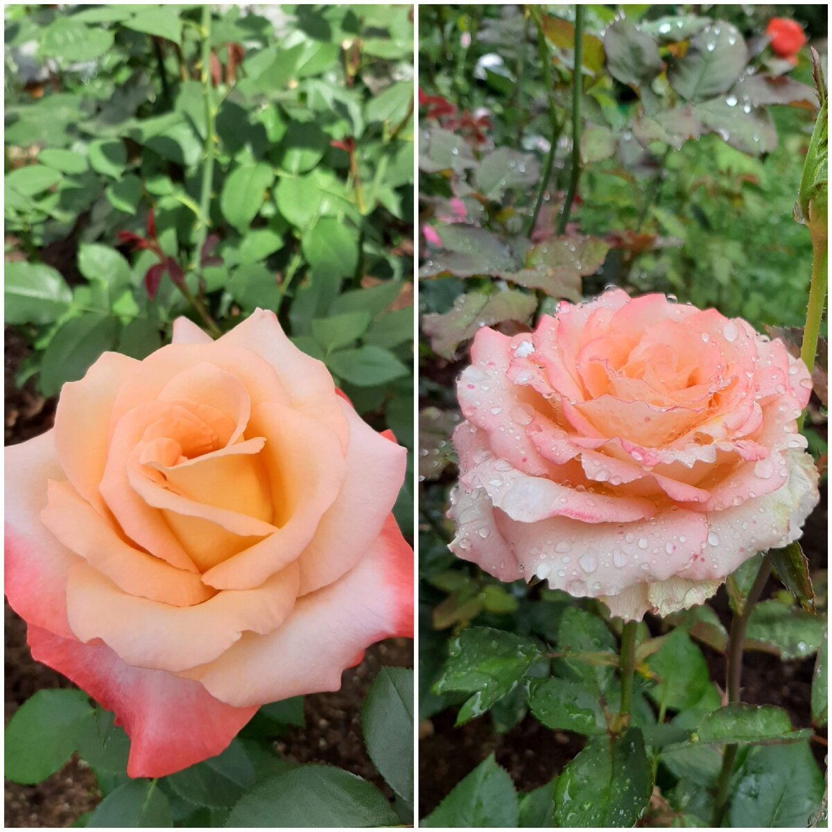 Розы чайно-гибридные и флорибунда