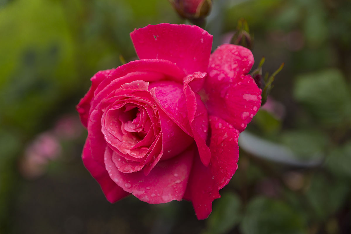 Питомник MCGRADY Roses (Ирландия)