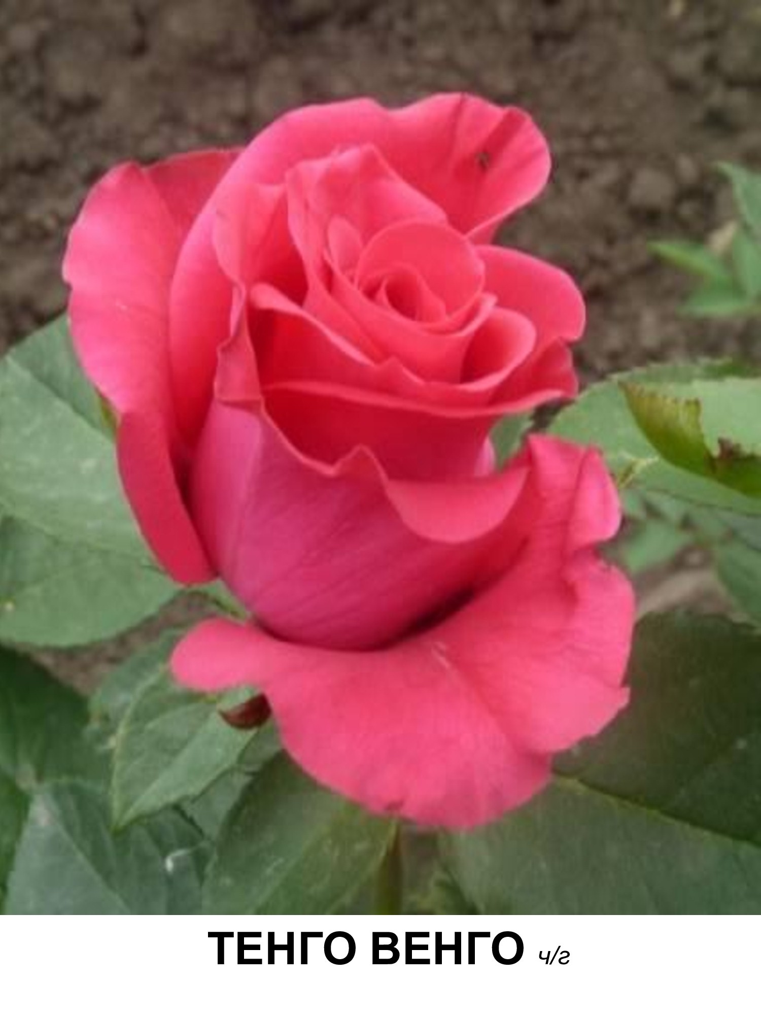 Роза ланком чайно-гибридная роза