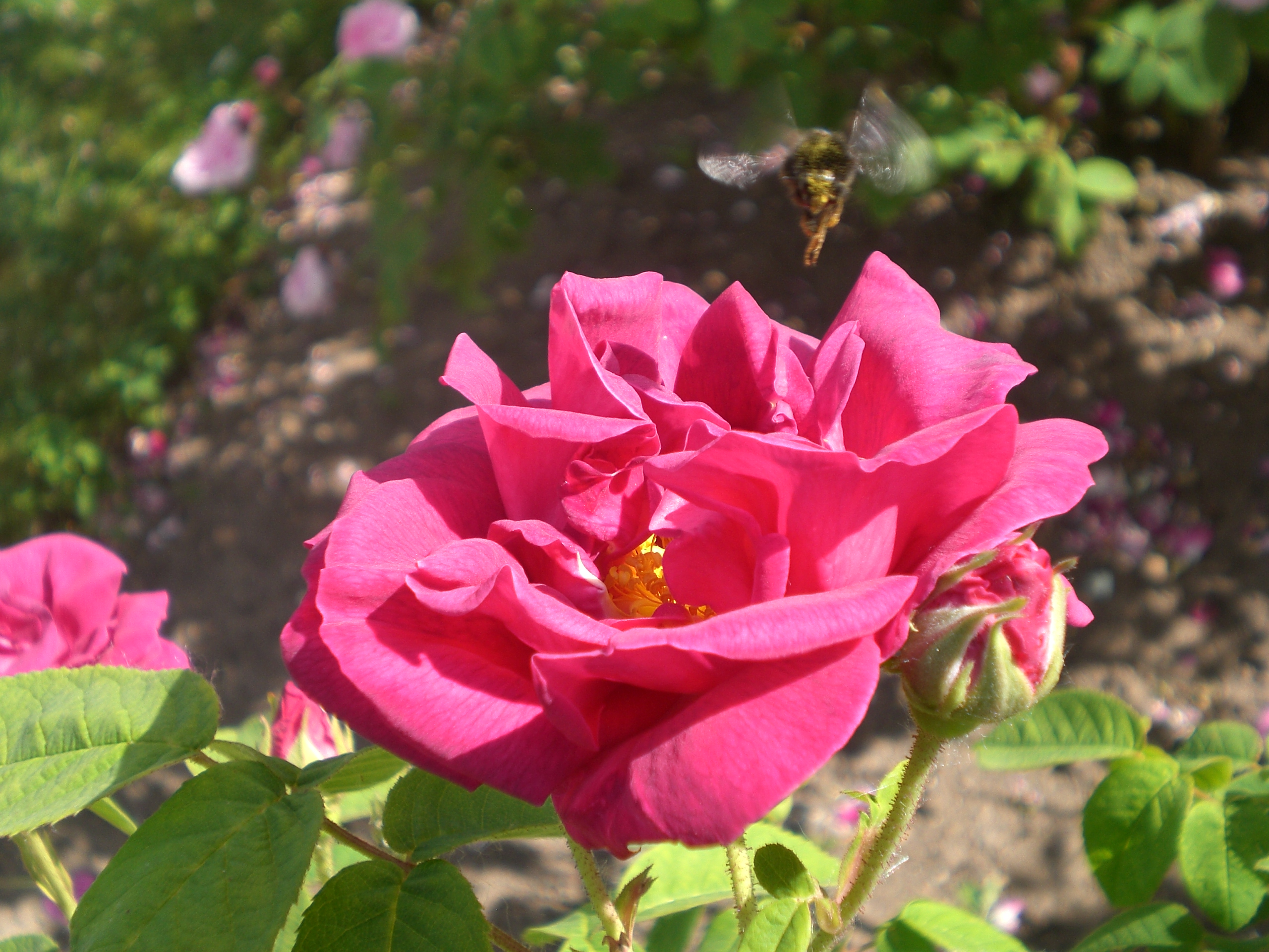 Роза чайно-гибридная Полярная звезда