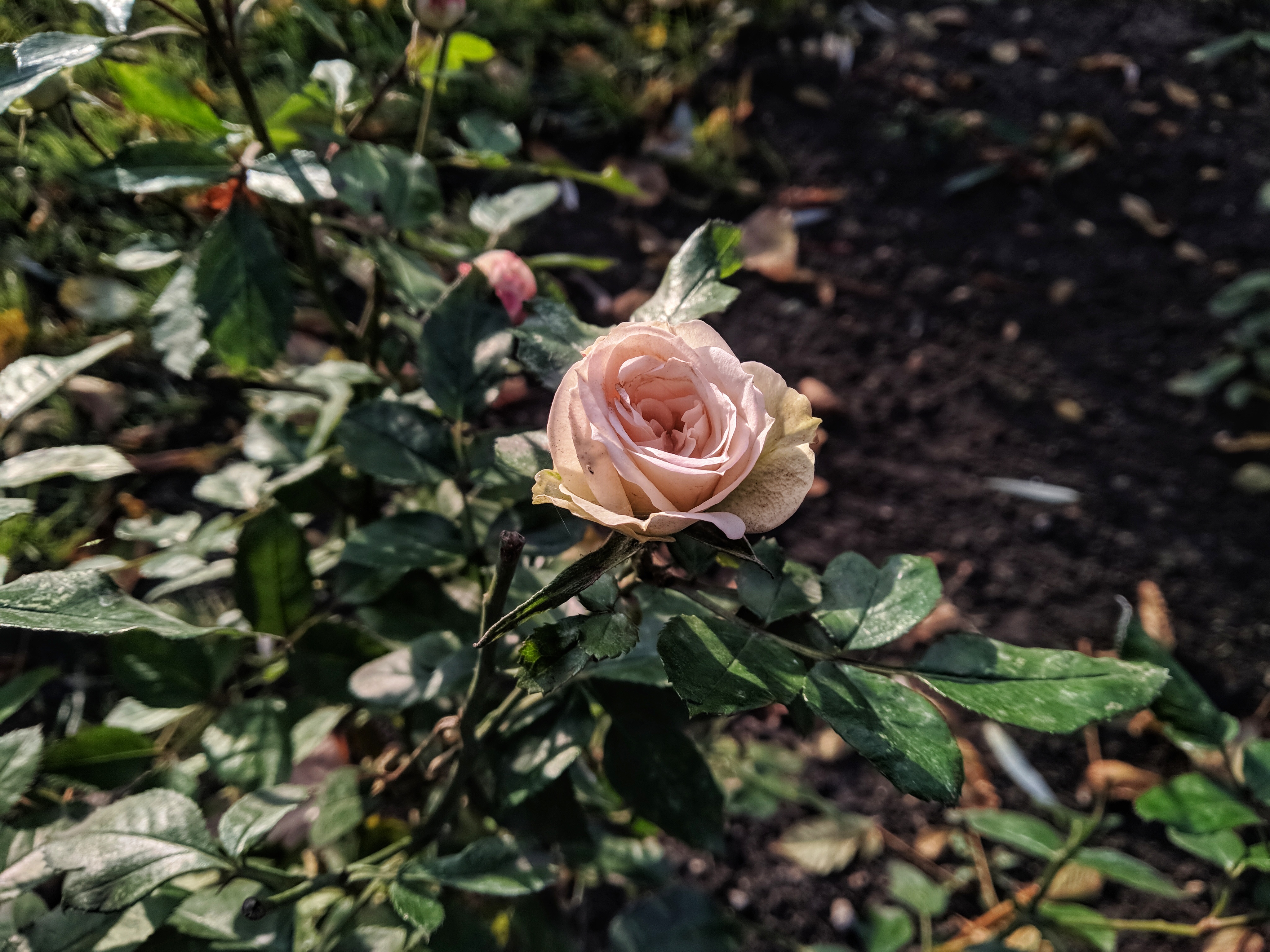 Роза памяти Высоцкого фото и описание отзывы