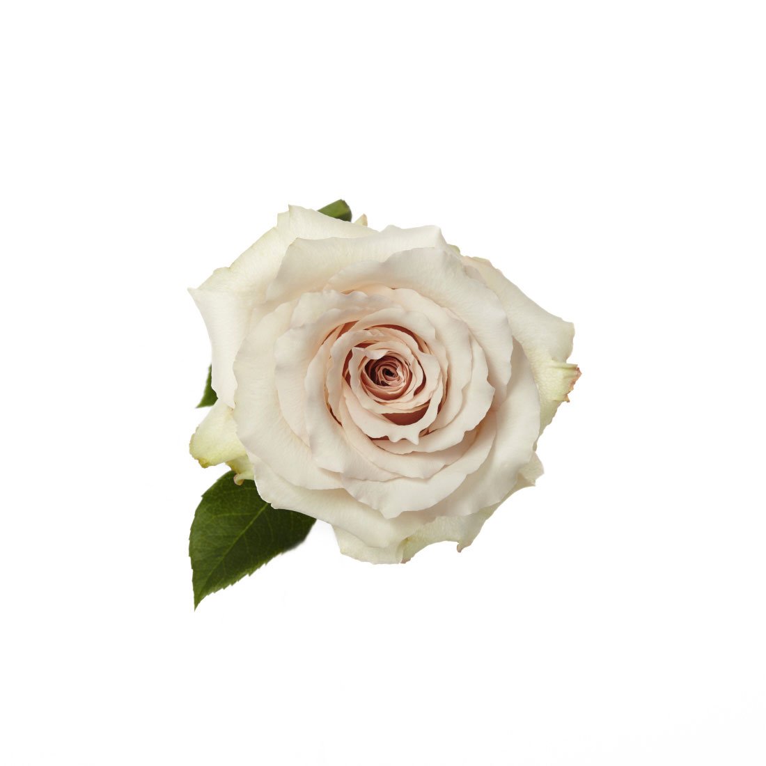 Санди роза эквадор
