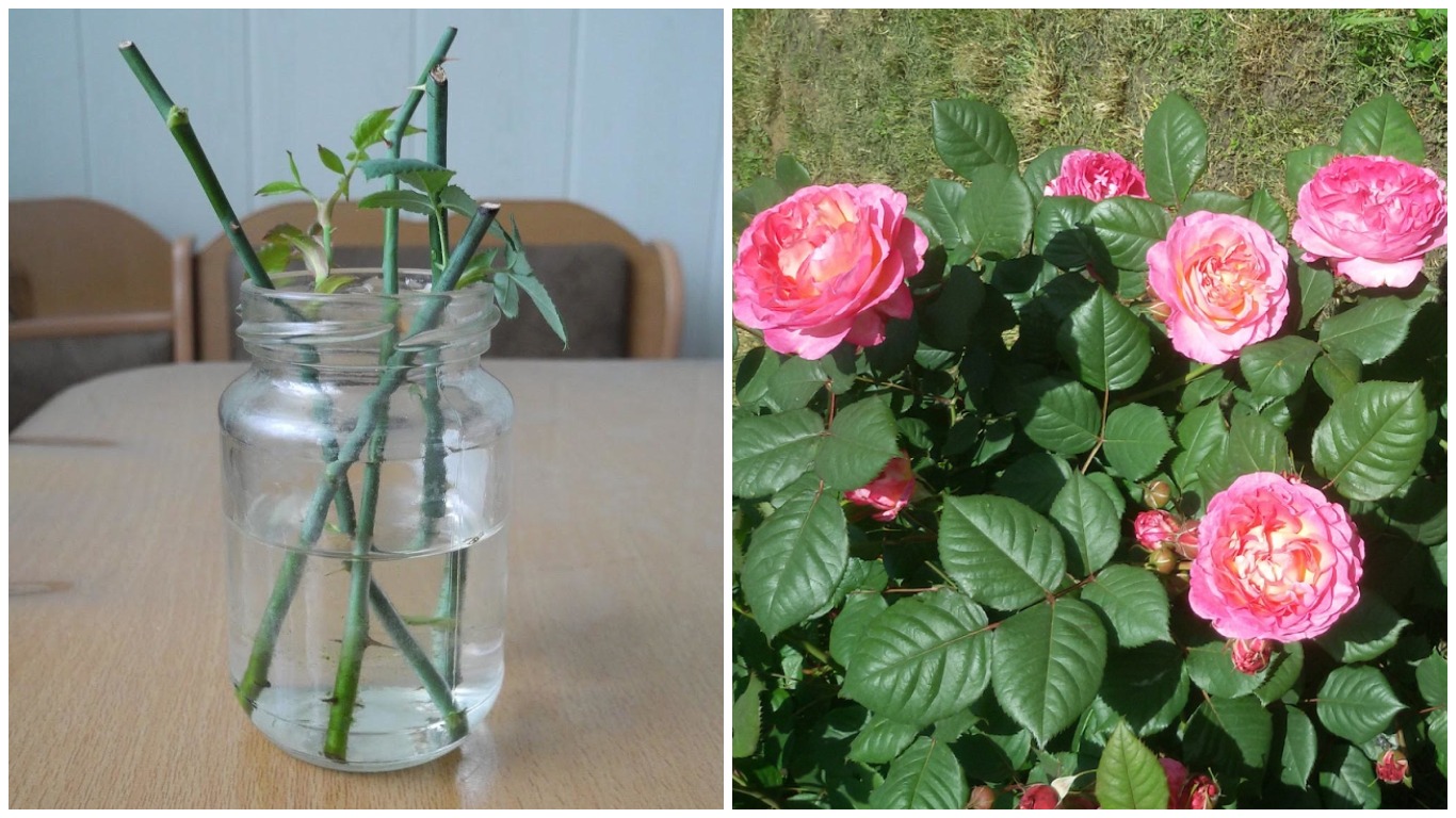 Как вырастить розу из бутона в домашних. Черенки розы Эпин. Укоренение черенков роз. Проращивать черенки роз. Черенки роз в воде.