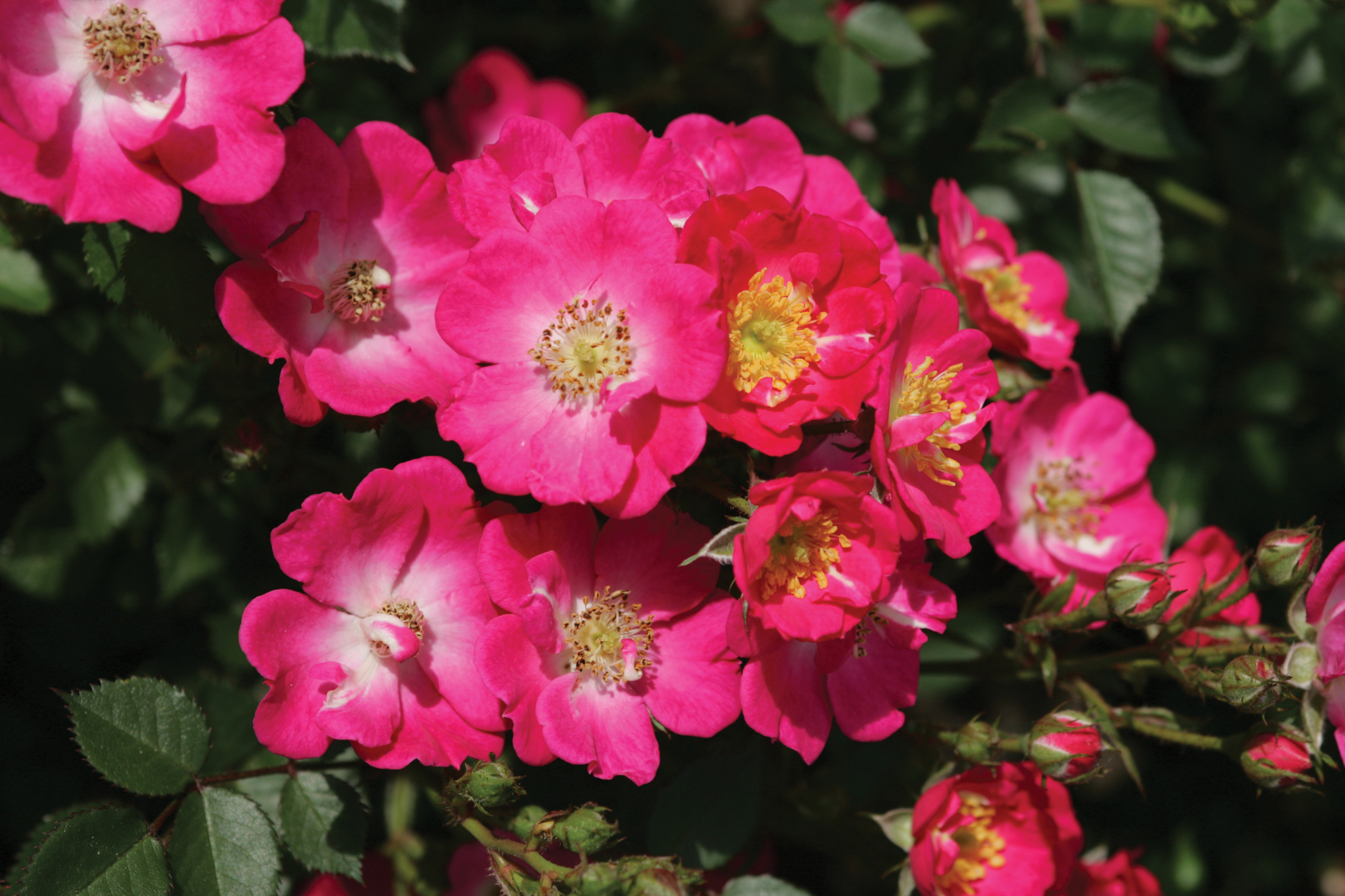 Роза миниатюрная (сорт 'Nectar Garden ® Lupo')