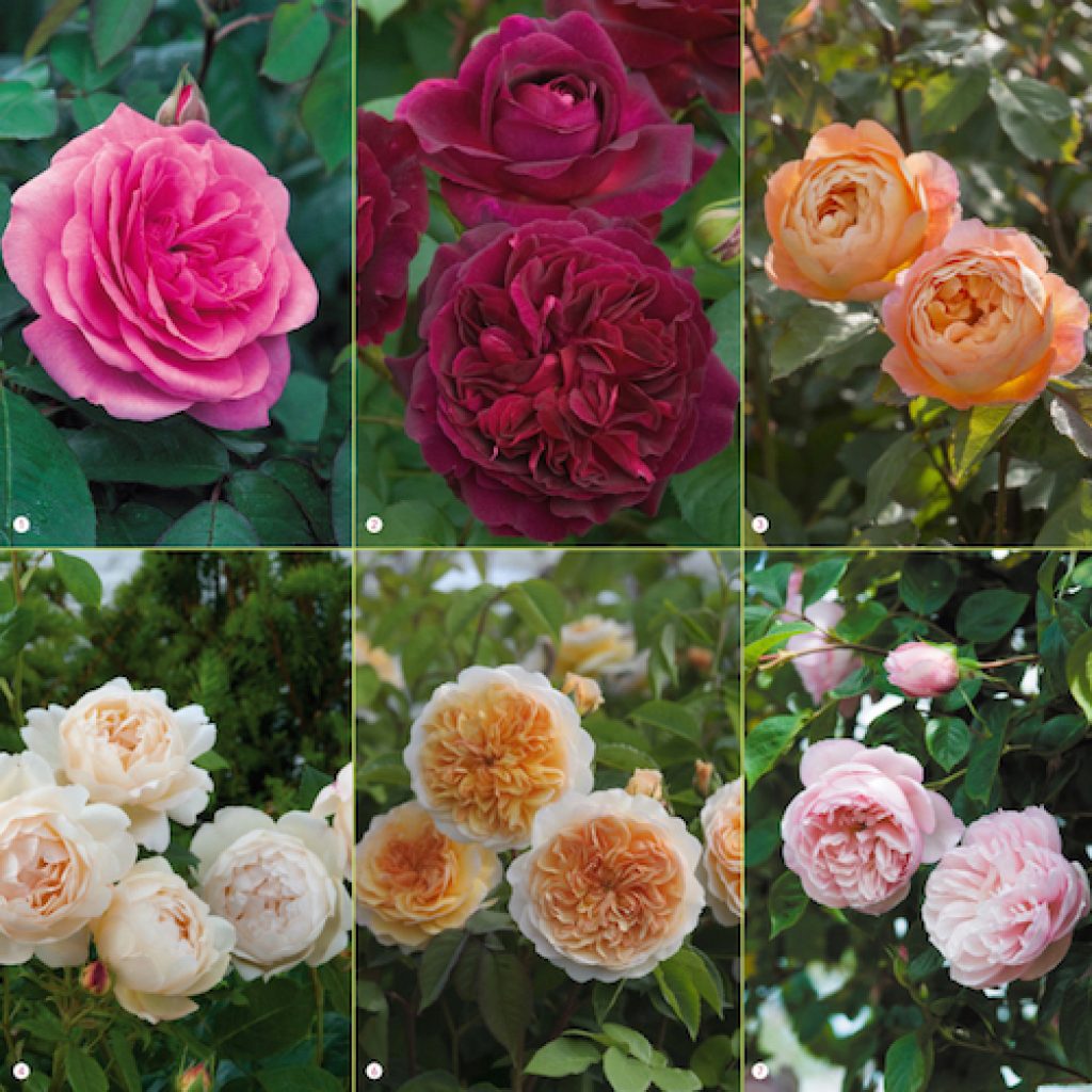 Аллегория роза фото и описание