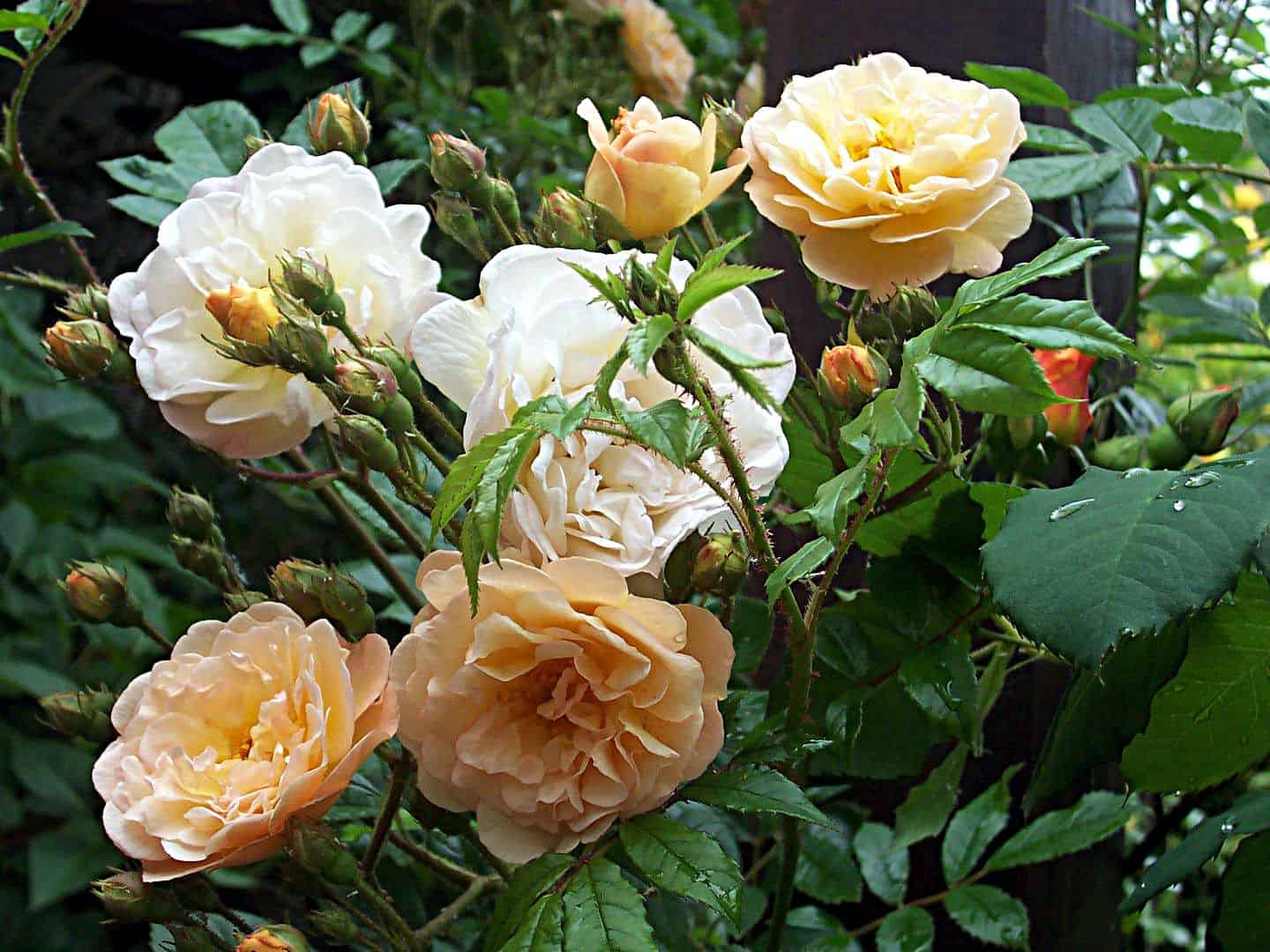 Аллегория роза фото и описание
