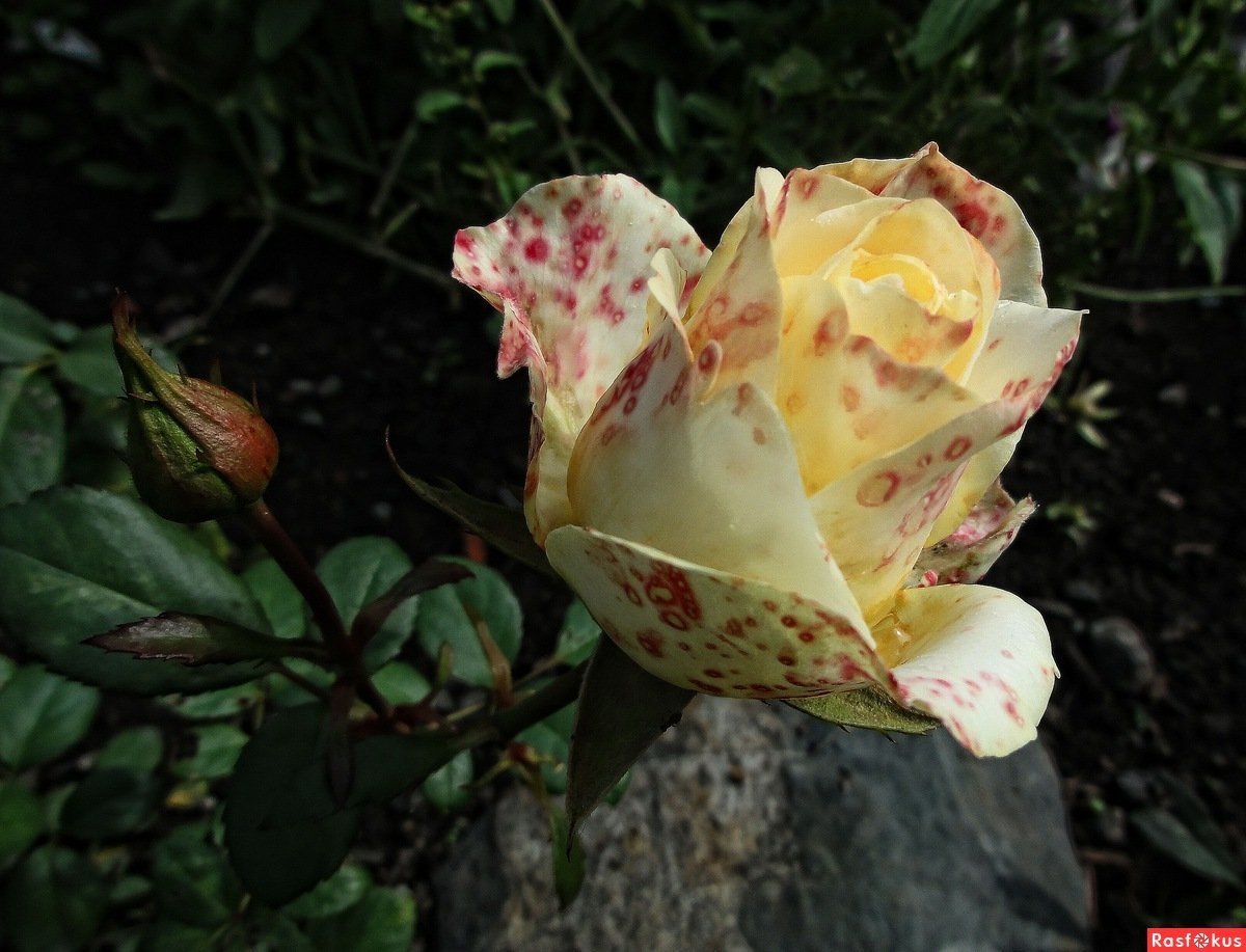 Садовая роза мраморная