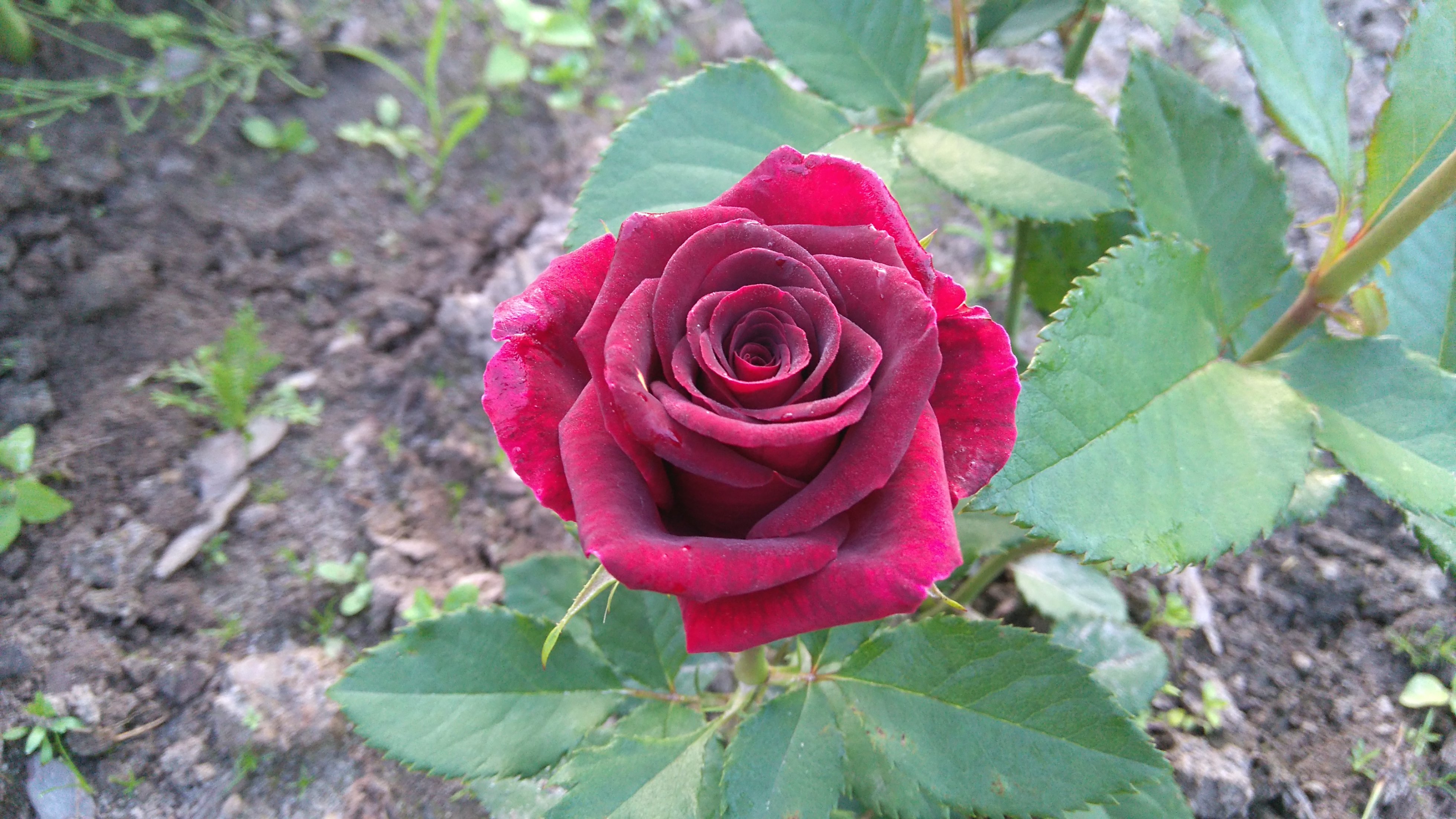 Роза бучамер фото и описание