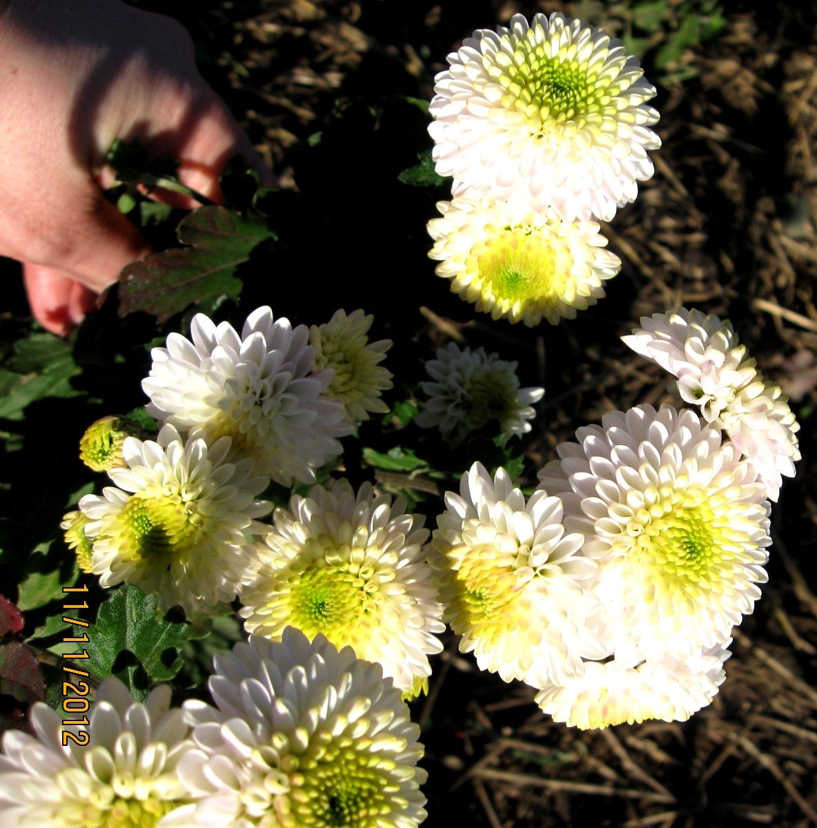 хризантемы с мелкими цветами сорта фото