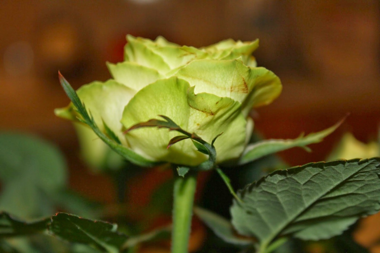 Роза спрей грин глоу фото и описание