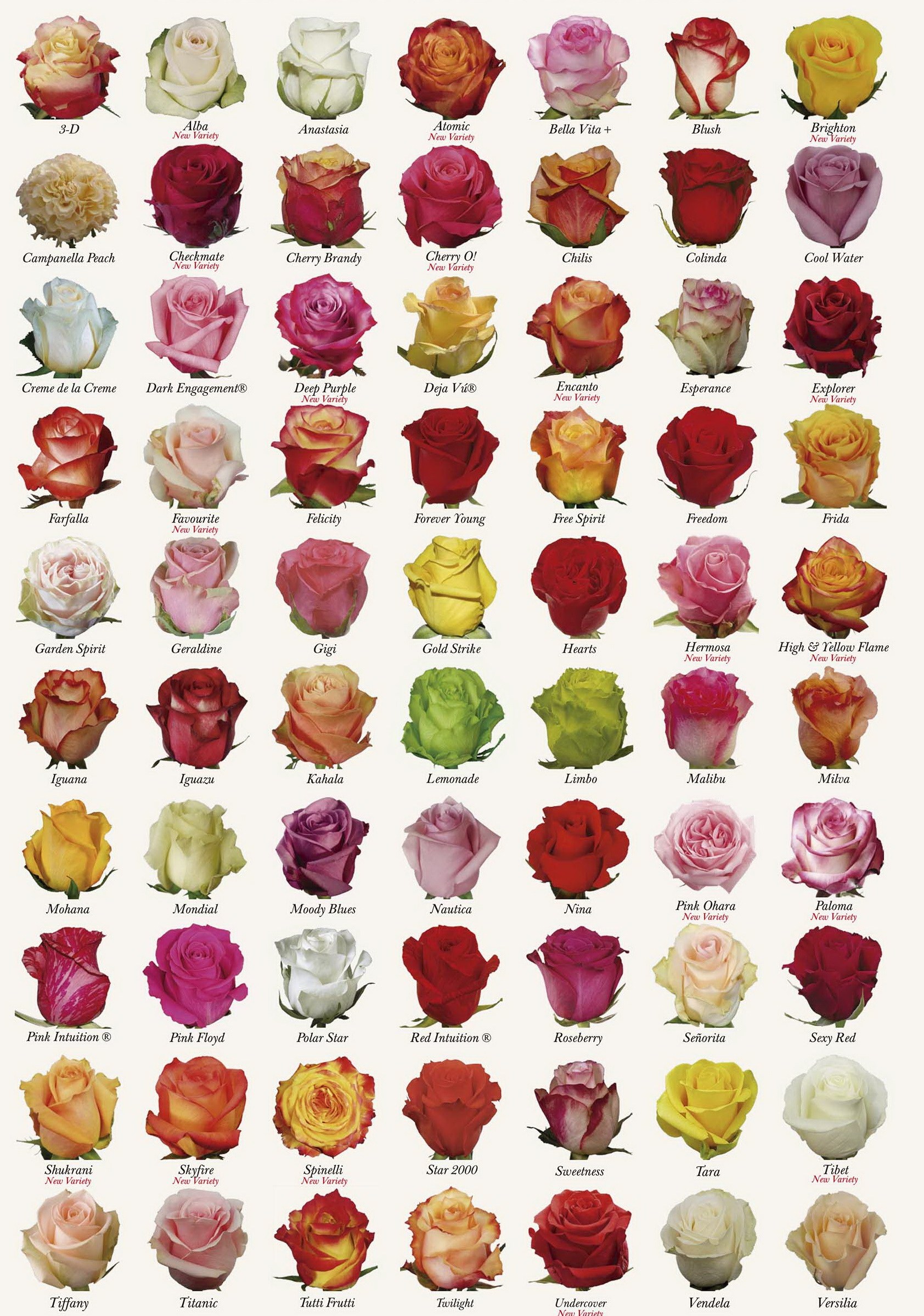 Розы Эквадор каталог