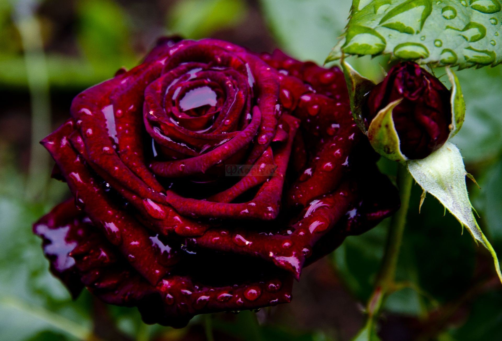 черные розы сорта с фото и названиями