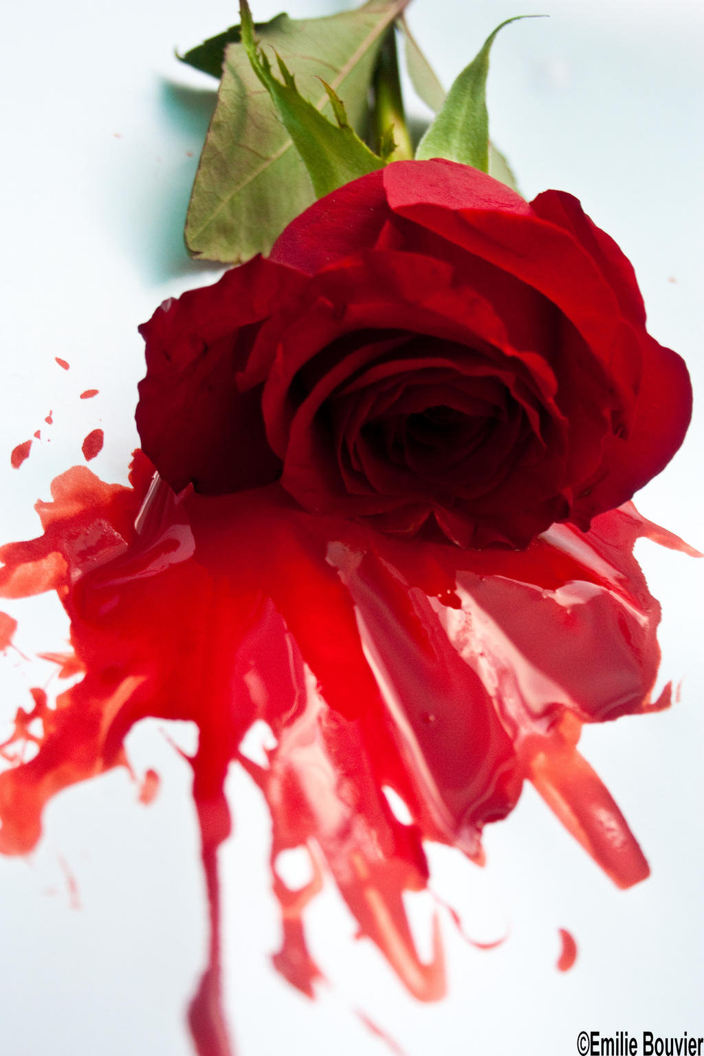 Кровавые цветы 283 фрагмент. Кроваво красные розы.