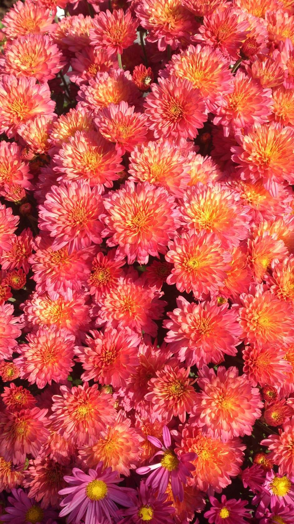 Мультифлора хризантема фото шаровидная сорта с названиями