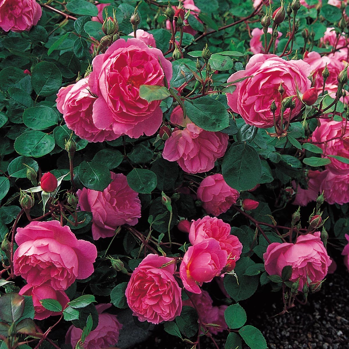 Роза England's Rose