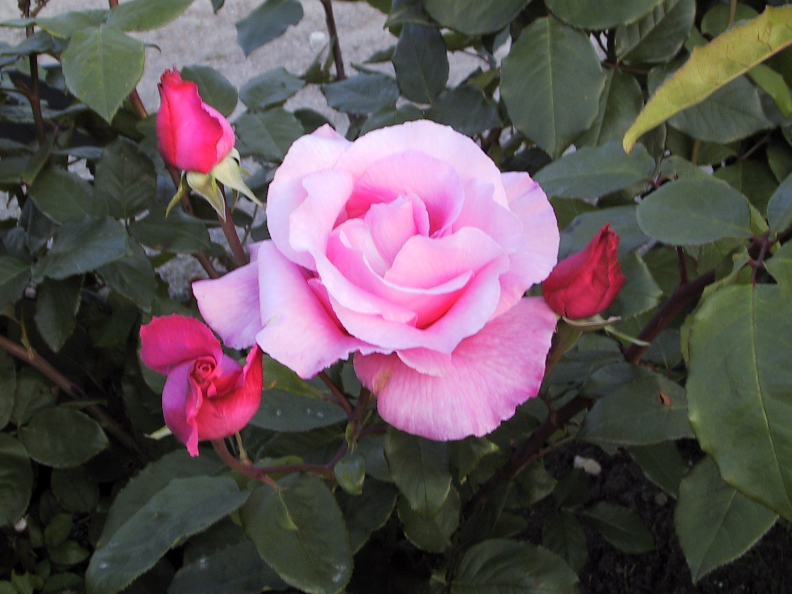 The MCCARTNEY Rose роза