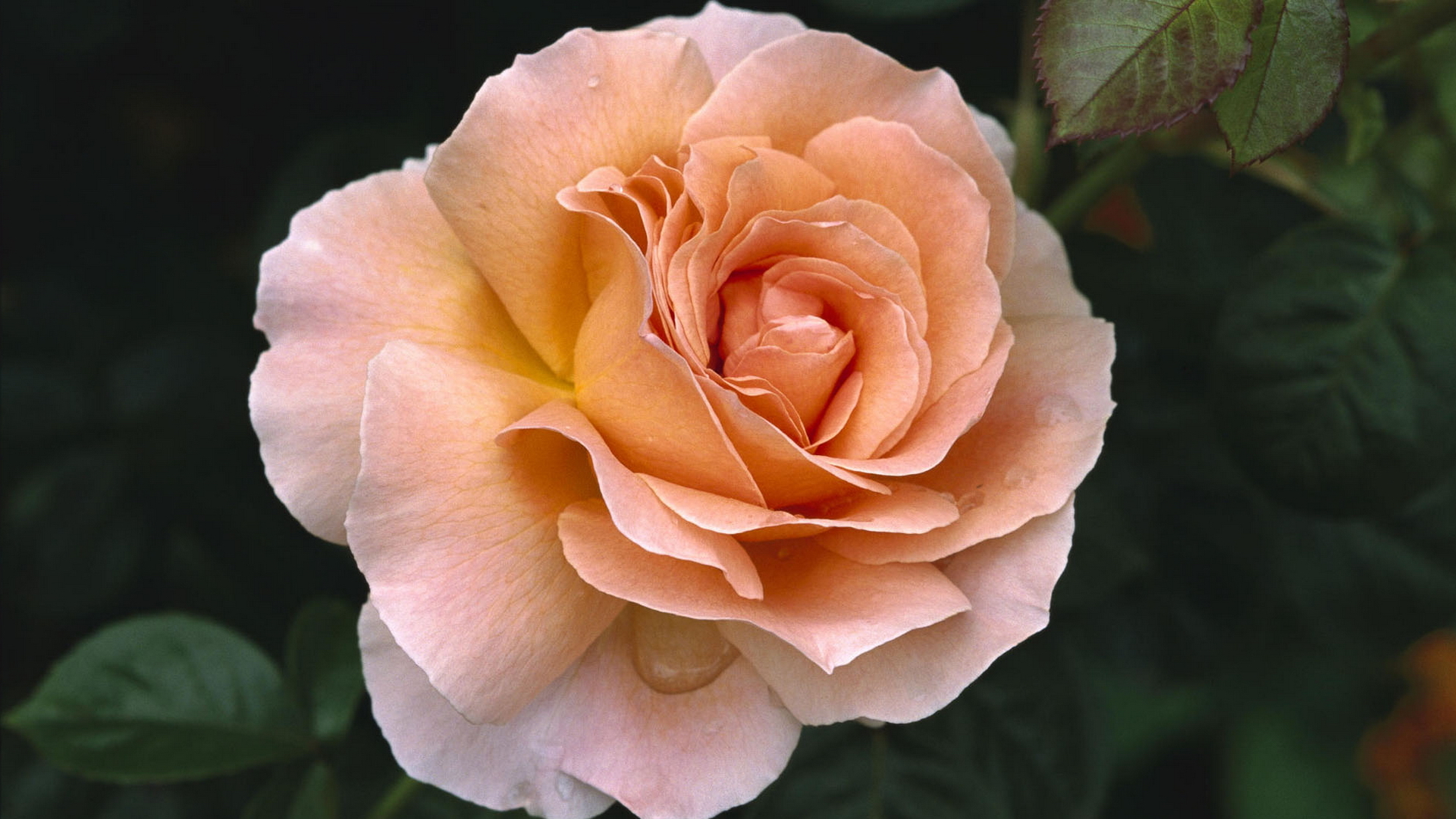 Сорт розы ашрам фото