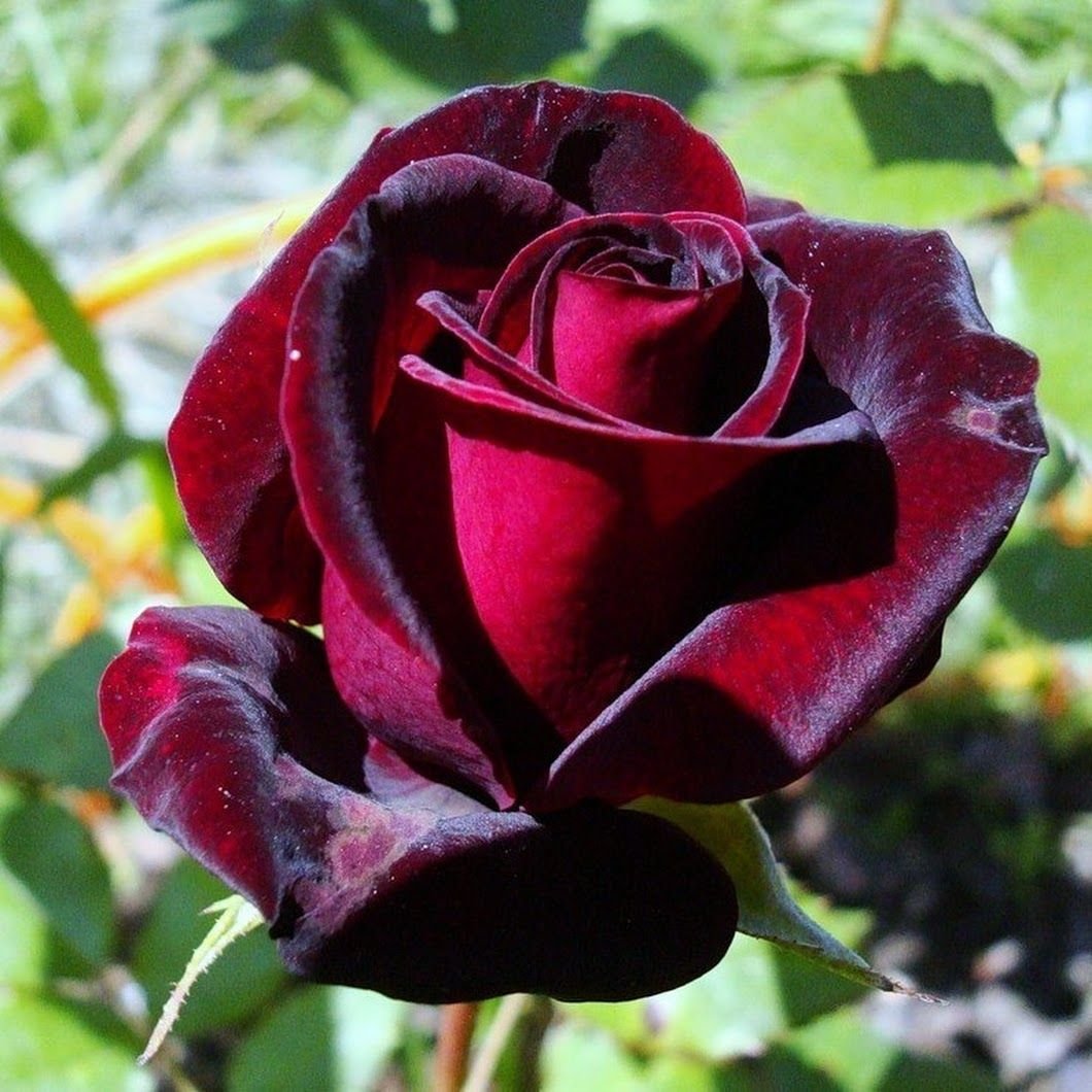 Бургундская роза (75 фото) »