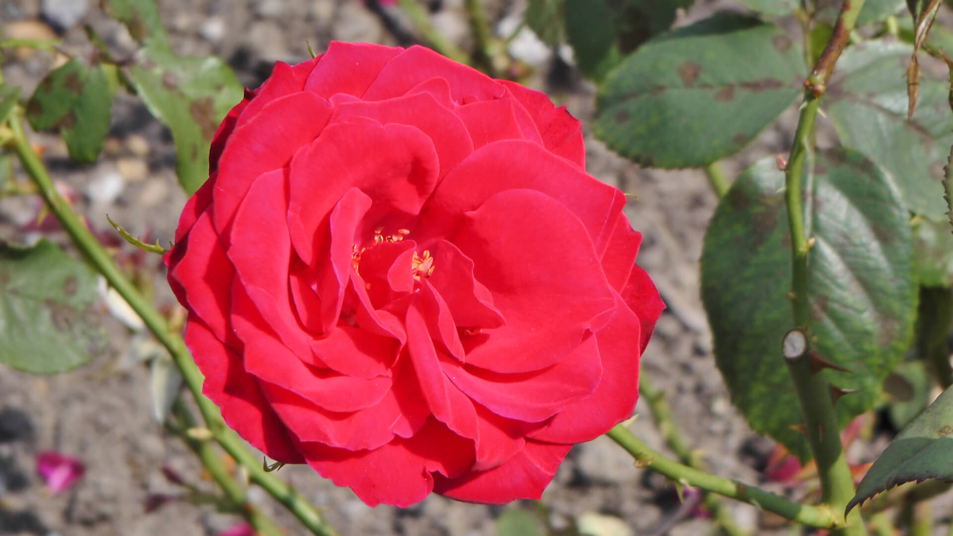 канадская роза катберт грант фото