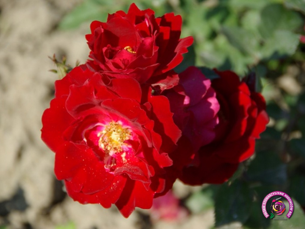 Роза чамплейн канадская фото и описание