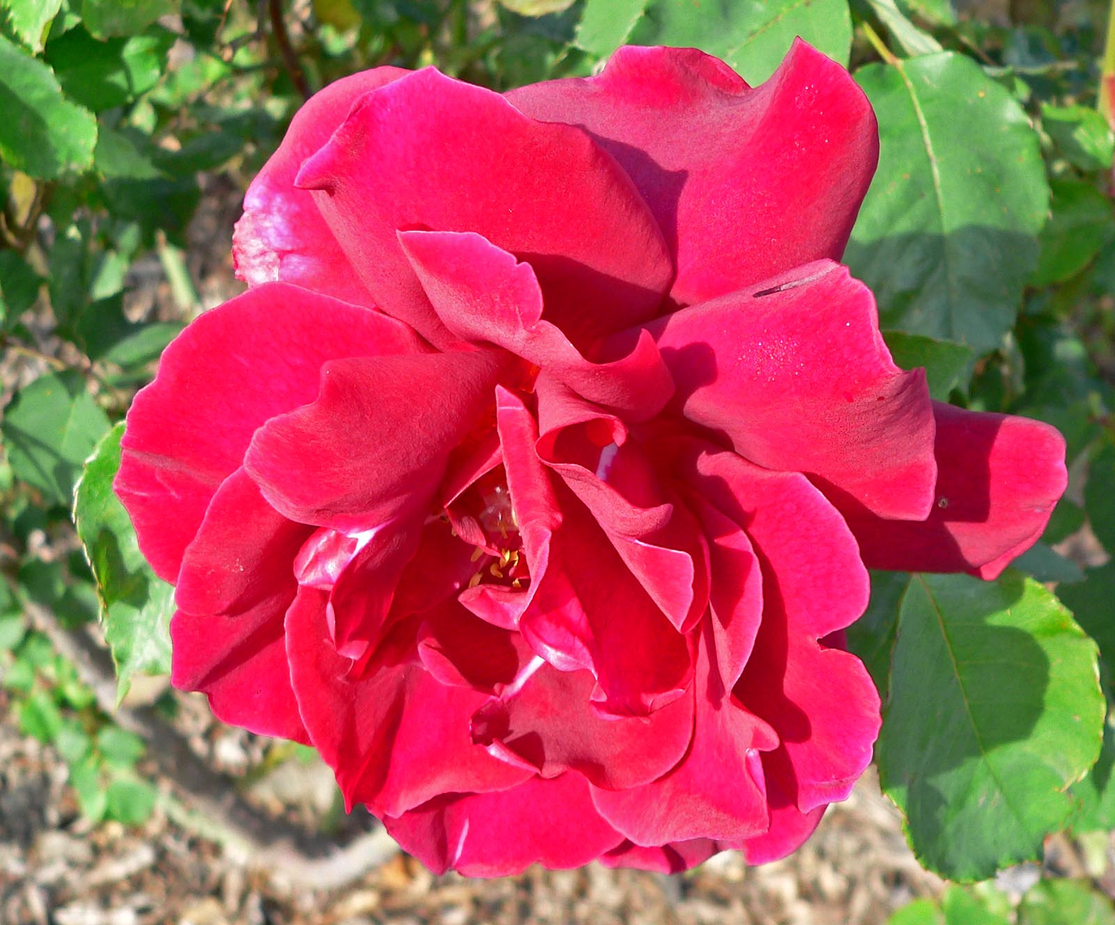 Роза Этуаль де Холланд