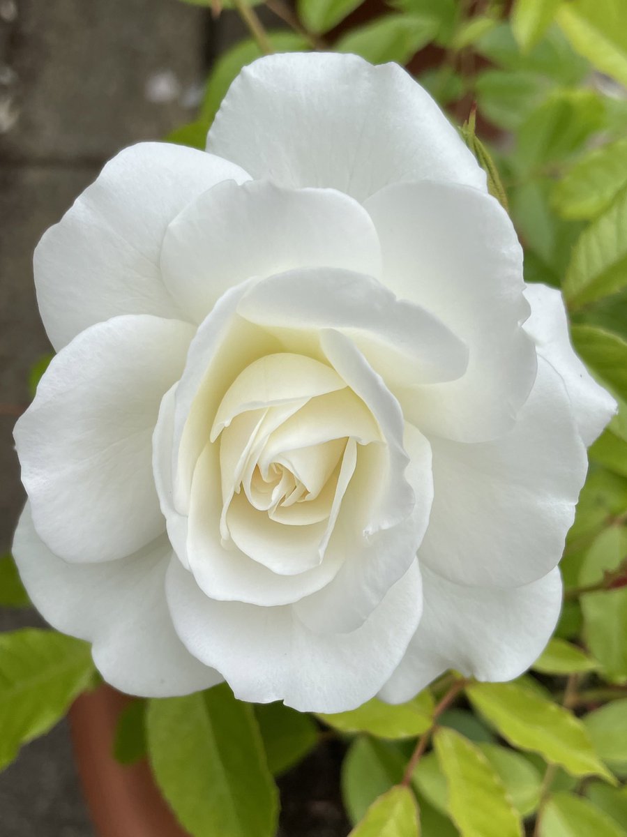 White Queen роза флорибунда