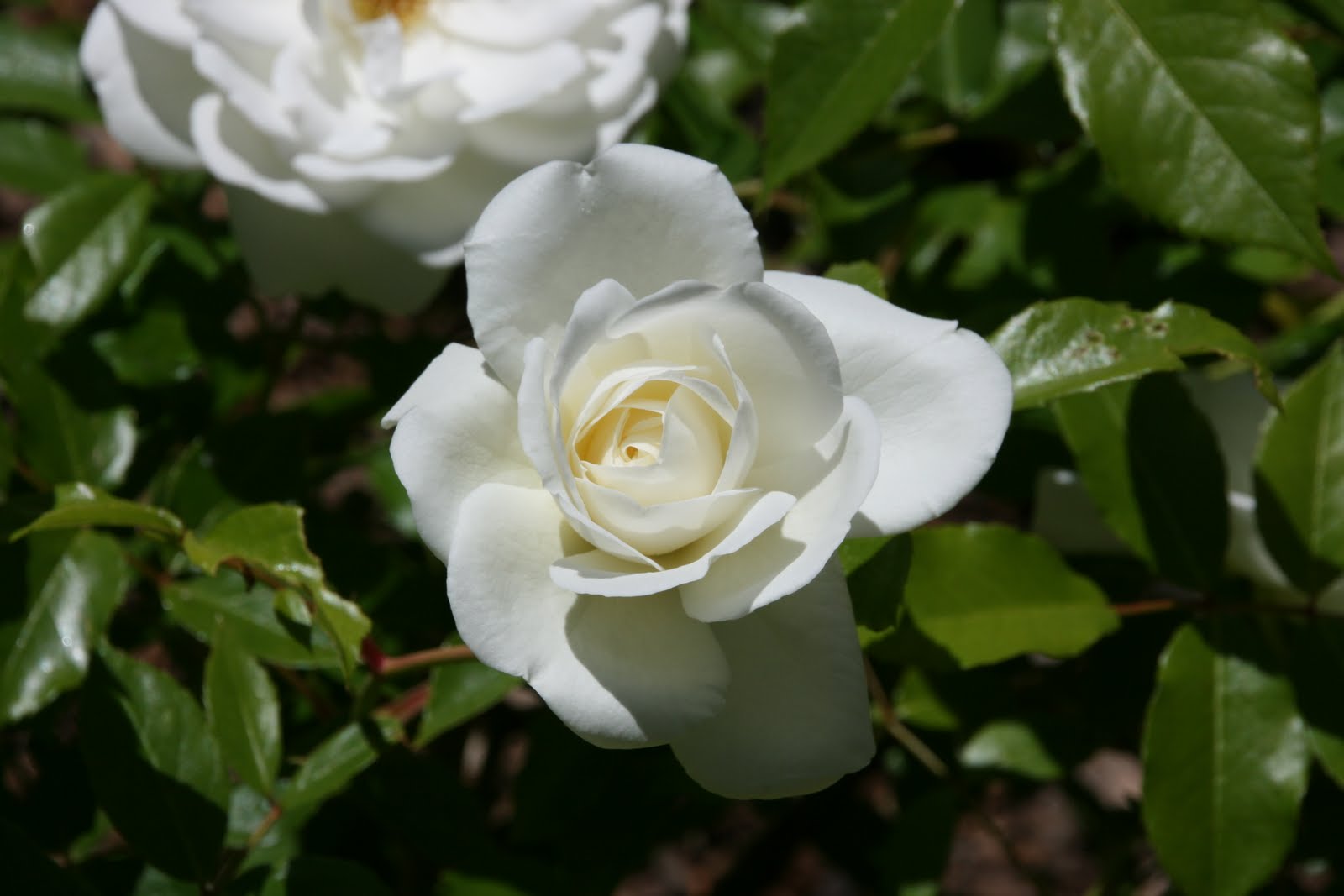 Белая роза Айсберг