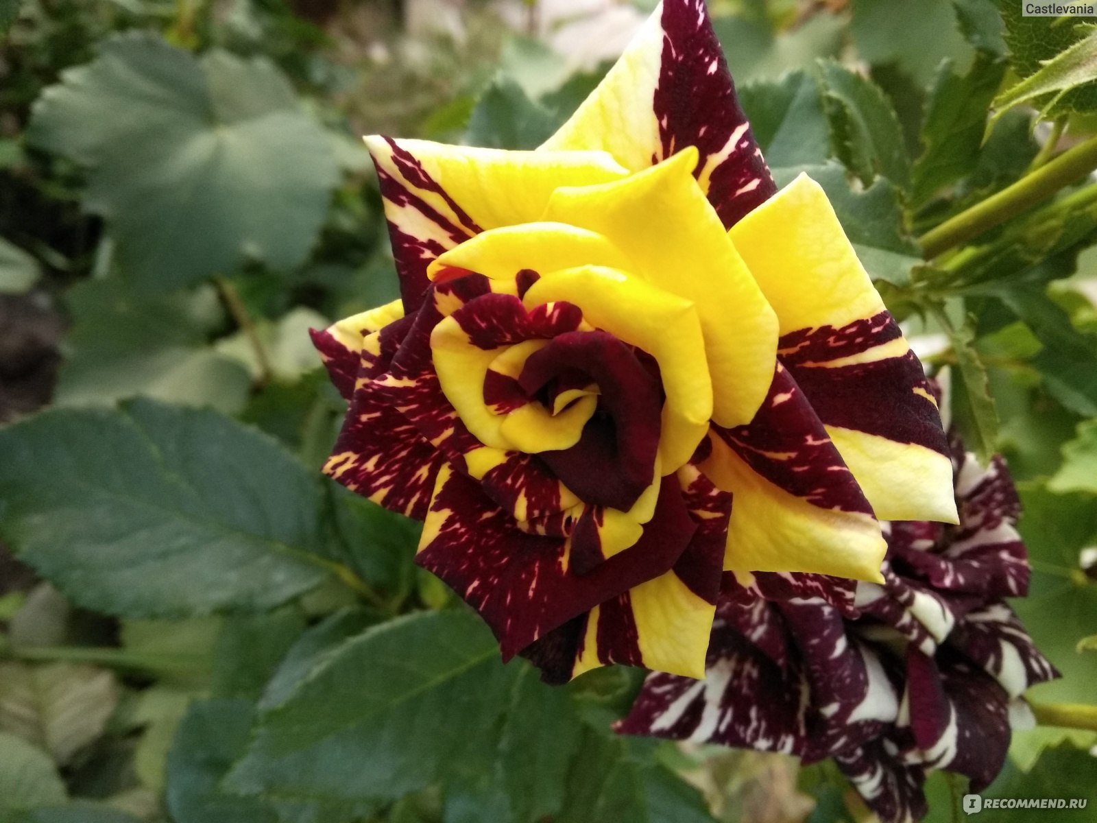 Садовая роза абракадабра