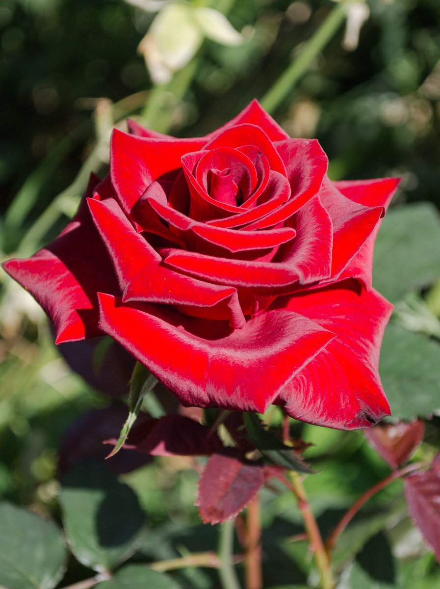 Роза чайно-гибридная красная бархатистая